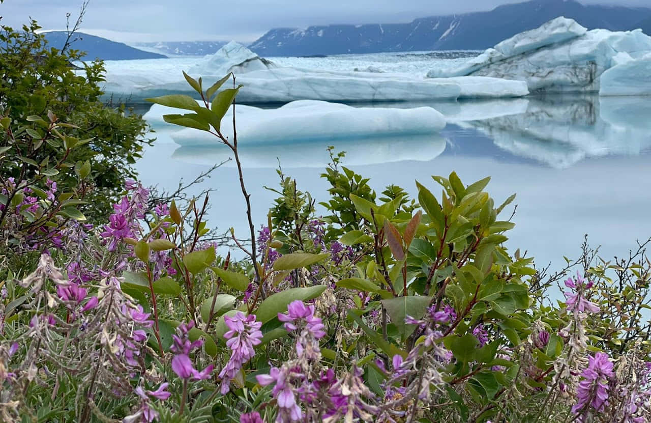 Аляска за 7 дней — взрослые и дети
