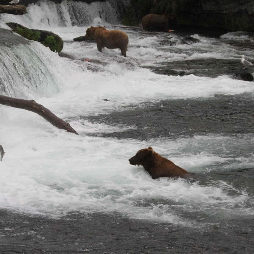 Bear Viewing Flight